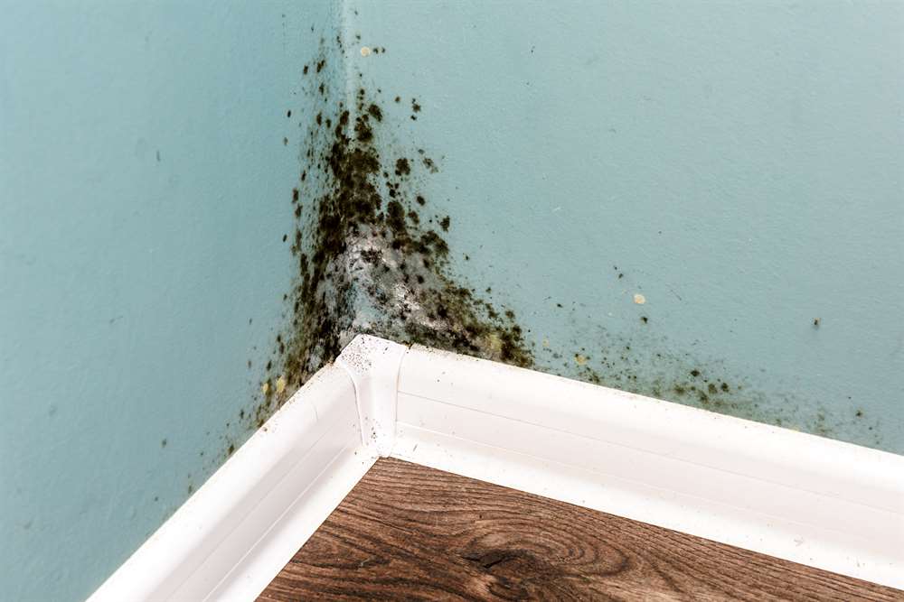 The Ultimate Guide to Mold Invasion and Remediation