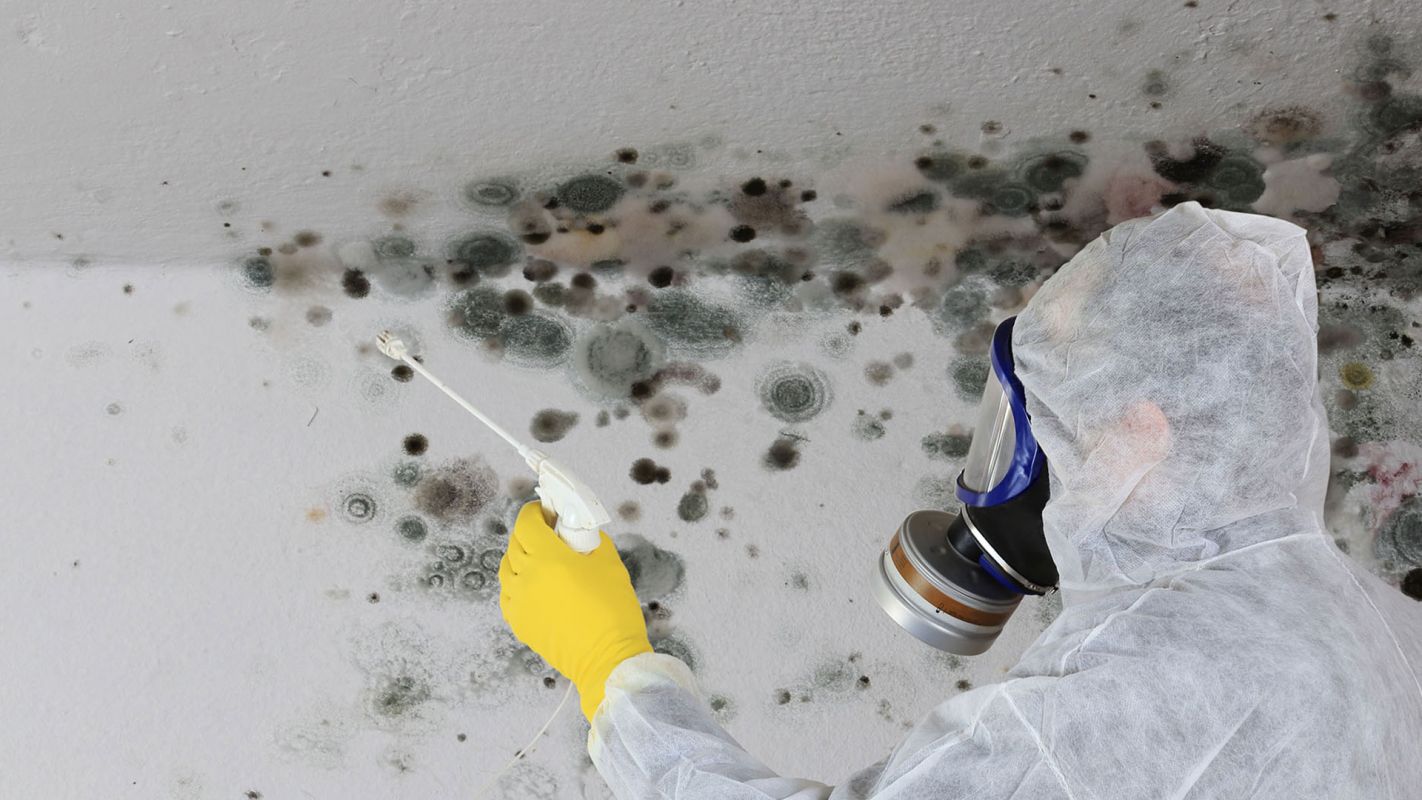 Mold Remediation Services Smyrna GA