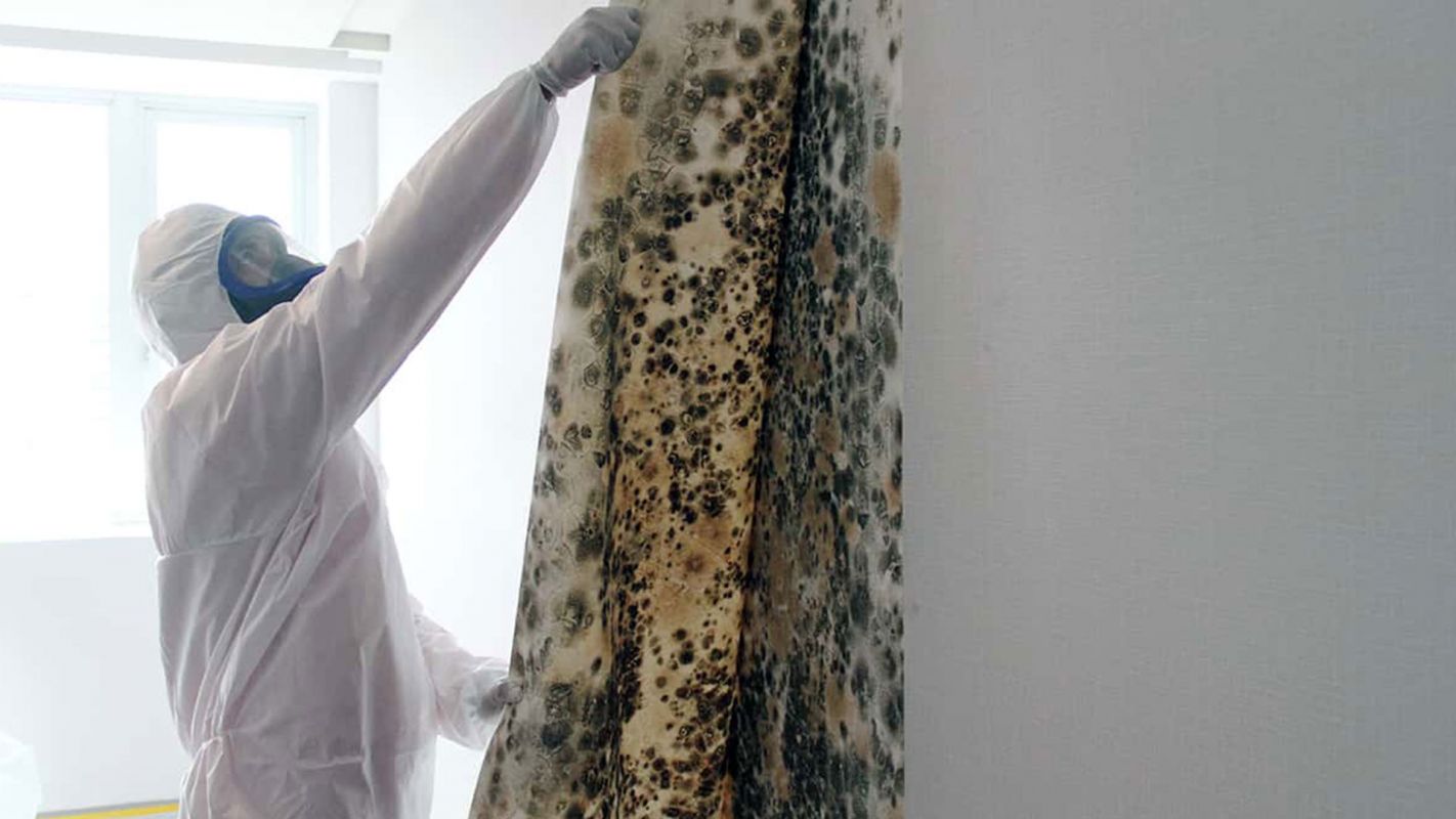 Mold Removal Services Decatur GA