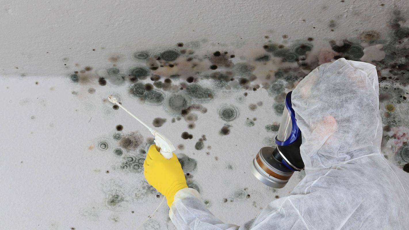 Mold Remediation Services Kennesaw GA